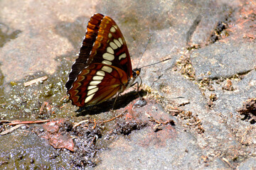 Brush Footed Butterfly 15