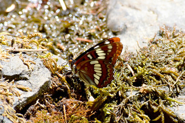 Brush Footed Butterfly 18