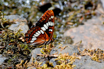 Fototapeta na wymiar Brush Footed Butterfly 21