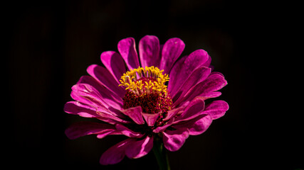 Цветы, расстения