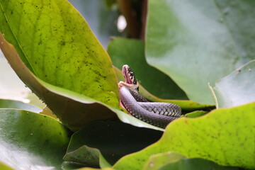Grass snake, grass snake (Natrix natrix), on lily pad, Germany