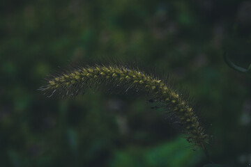caterpillar on a branch