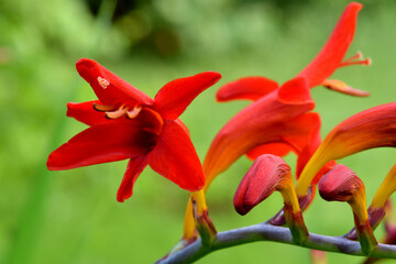 Red Devil Crocosmia 03