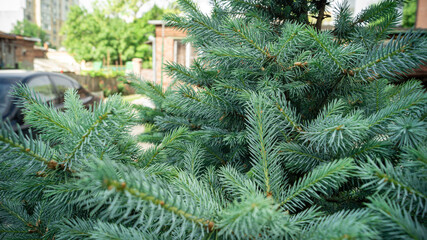 Цветы, расстения