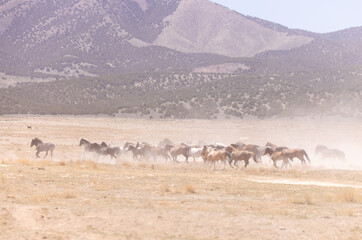 Fototapeta na wymiar Wild Horses in the Dusty Utah Desert