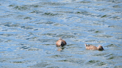 Fototapeta premium Patos