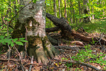 Trunk of an old tree in a green forest