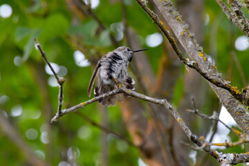 Hummingbird Lilac 08