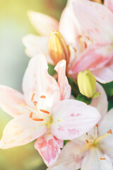 Obraz na płótnie Canvas Vertical photo of blooming pink lilies on blurred background