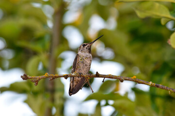 Hummingbird Lilac 09