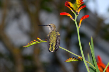 Hummingbird Crocosmia 03
