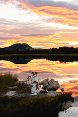 Perro blanco desde atrás contemplado atardecer dorado en Noruega en la orilla de un lago. 