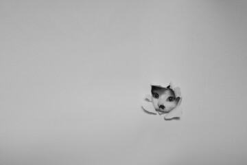 The cat looks out of a hole made in the white paper. Black and white image. Vintage style. image toned and noise added.