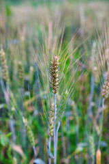 Wheat field. Ears of golden wheat closeup. Harvest concept