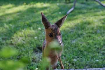 Innocent roe deer fawn. Young wild deer. little morality. deer cub. deer resting