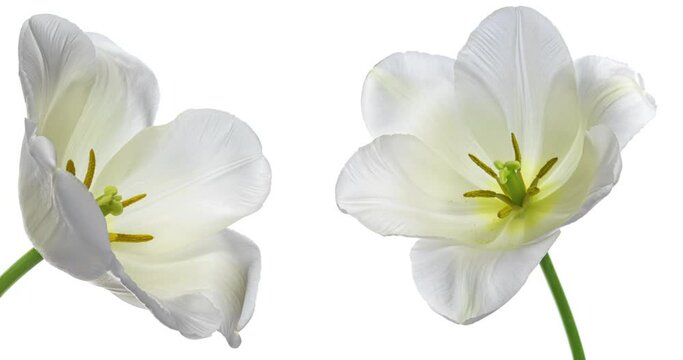 Pair of white tulips opening on a white background, close-up. Holiday, Mother's Day, Wedding background, Valentine's Day, Easter concept.