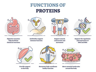 Functions of proteins with anatomical roles in body outline collection set. Labeled educational list with molecules support for immune system, muscle strength and transportation vector illustration. - obrazy, fototapety, plakaty