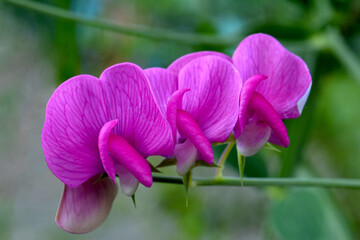 Pink Sweet Pea 03