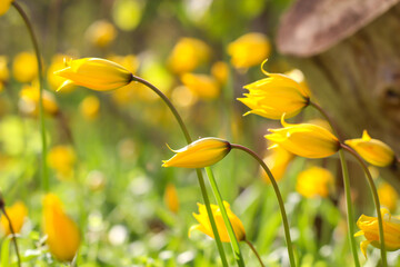 Viele gelbe Tulpen in ihrer wilden Form.