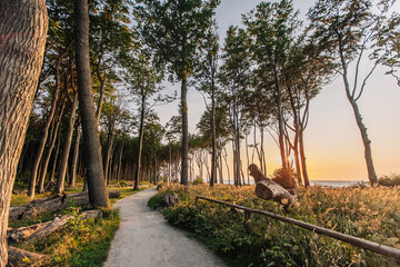 Gespensterwald in Rostock Nienhagen
