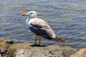 Portrait of the seagull against the Black sea