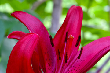 Red Asian Lily 09