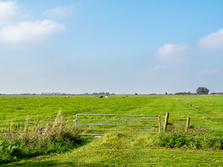 Rural view of pasture with grazing cows, polder on countryside of Friesland, Netherlands - obrazy, fototapety, plakaty