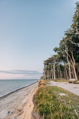 Gespensterwald in Rostock Nienhagen

