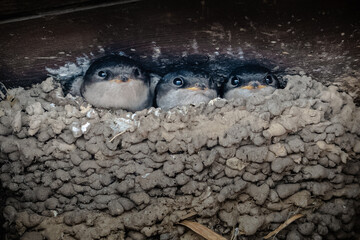 Younglings of a Common house martin