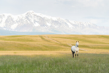 A white horse grazes on a lawn in the mountains. Beautiful white mustang