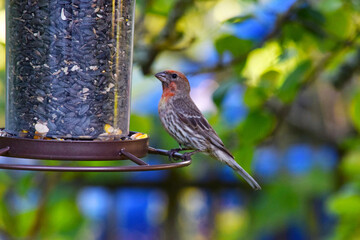 Rose Breast Finch 15