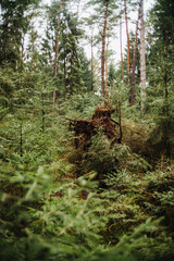 Wald - Rüstjer Forst im Frühjahr