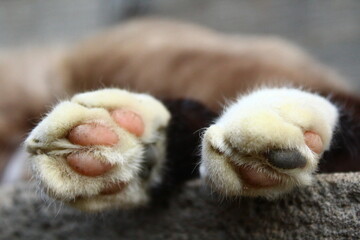 Cat's paws pads close-up fluffy fur covered with pollen