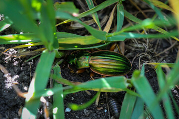 Ein glänzend grüner länglicher Käfer krabbelt auf dem Boden zwischen dem Gras. © boedefeld1969