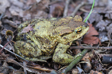 Eine Nahaufnahme einer Erdkröte, einer Bufo Bufo.