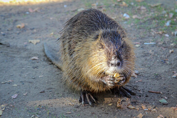 Ein Nutria, eine Bisamratte am Rand eines Fluss.