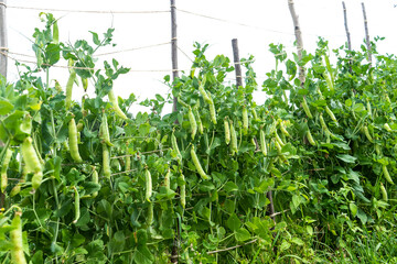 Green young peas growing in a greenhouse - fresh healthy organic food, agriculture business concept.