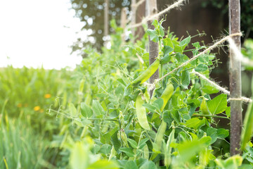 Green young peas growing in a greenhouse - fresh healthy organic food, agriculture business concept.