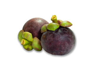 close up of two  fresh Mangosteen isolate on white background