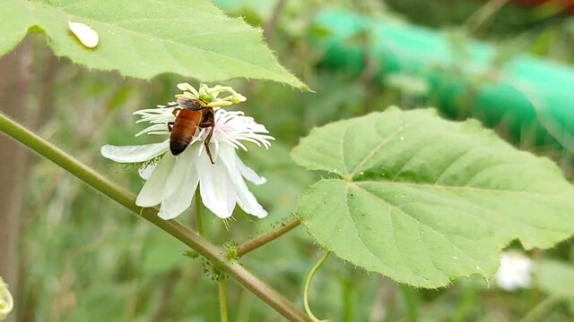 A closeup of a bee on the van Krishna kamal Indian plant with white flowers growing in the garden