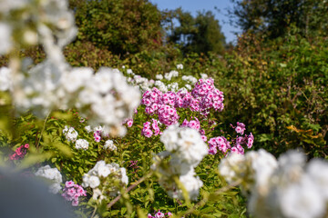 Close up of phlox flowers in garden