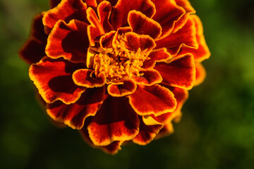 Close up of marigolds flowers