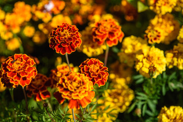 Close up of marigolds flowers