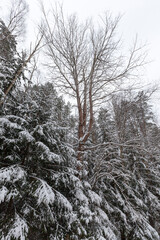 winter weather in the park or forest and pine firs