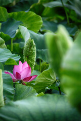 Fototapeta na wymiar pink lotus flower