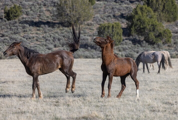 Naklejka na ściany i meble Pair of Wild Horse Stallions Fighting in the Utah Desert