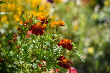 Close up of marigolds flowers