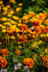 Close up of marigolds flowers