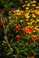 Obraz na płótnie Canvas Close up of marigolds flowers