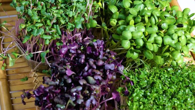 healthy organic raw sprouts microgreens